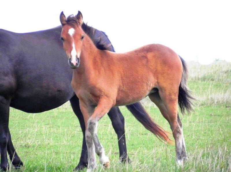 Research into development of foal’s gut could advance treatment of critical cases of diarrhea post image