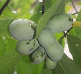 Plant edible native trees/shrubs and enjoy fruits of your labour post image