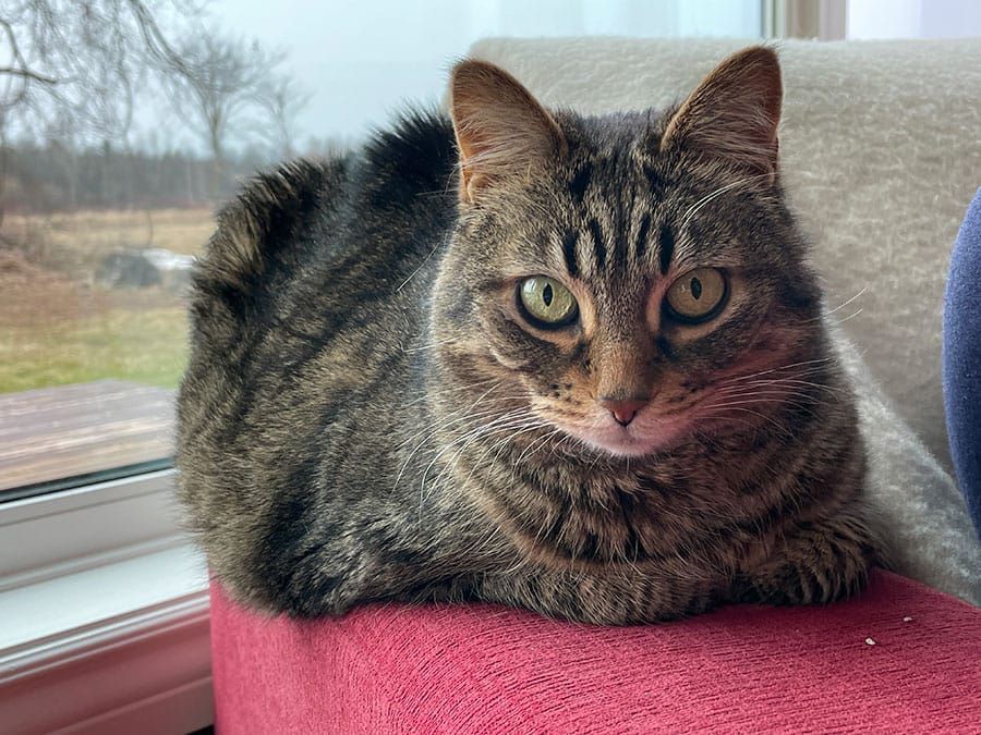 Pet obesity: an ounce of prevention is worth a pound of cure post image