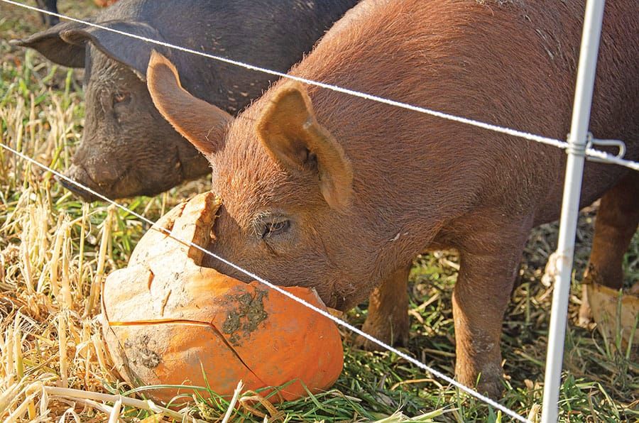Mapletwiss Farm ‘upcycling’ pumpkins post image
