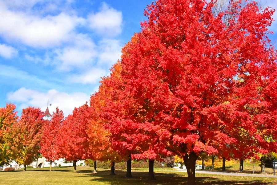 Autumn leaves bright at WCMA post image