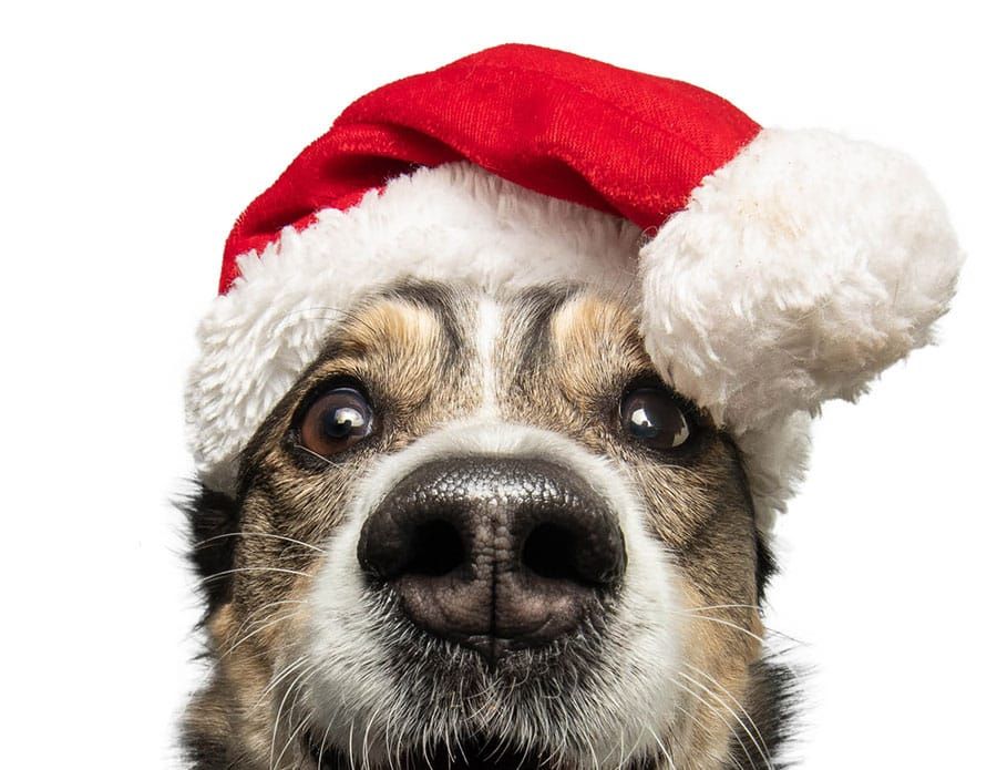 Guelph Humane Society holding adoption event this weekend post image