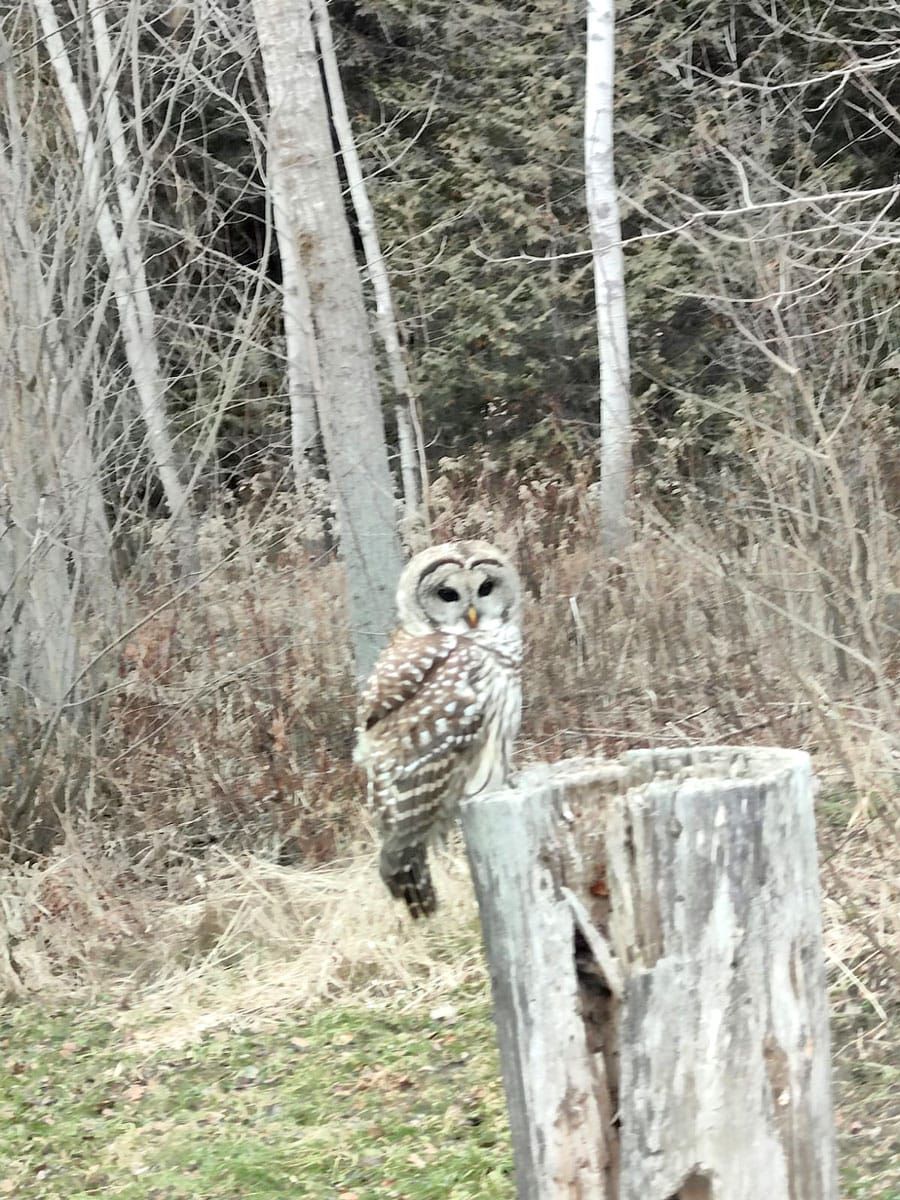 Grey owl spotted on Beatty Line post image