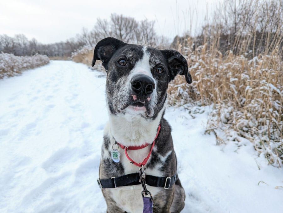 Keep pets indoors in extreme cold: Guelph Humane Society post image