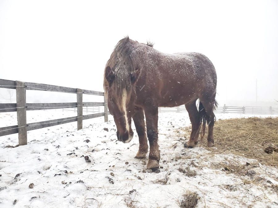 Equine herpes virus confirmed in Waterloo Region post image
