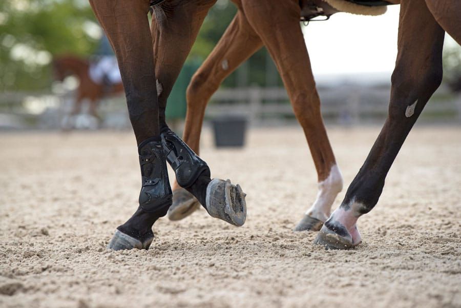 Stem cell research proves effective for equine osteoarthritis post image