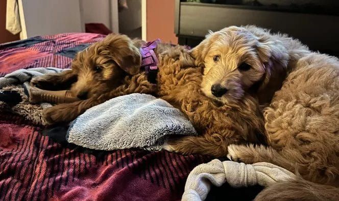 Mapleton Township threatens fines for local farmer selling puppies post image