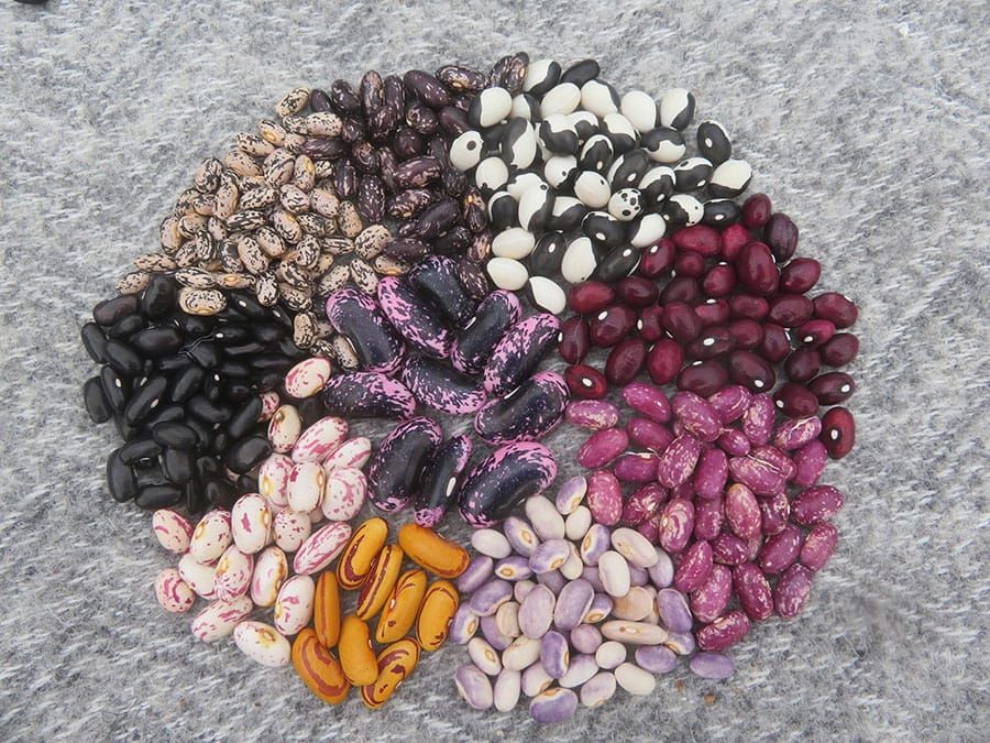 Erin’s Seedy Saturday set for March 11 post image