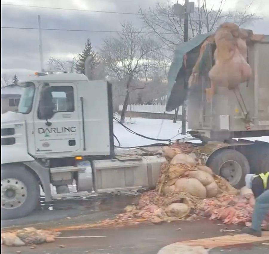 Animal remains spilled across Highway 6 post image