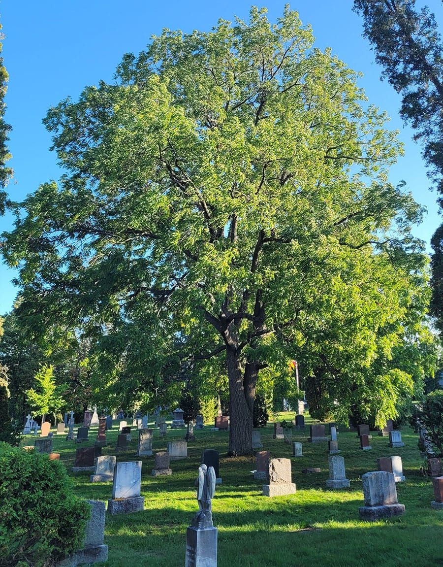 Public invited to watch arborists prune ‘magnificent old black walnut tree’ post image