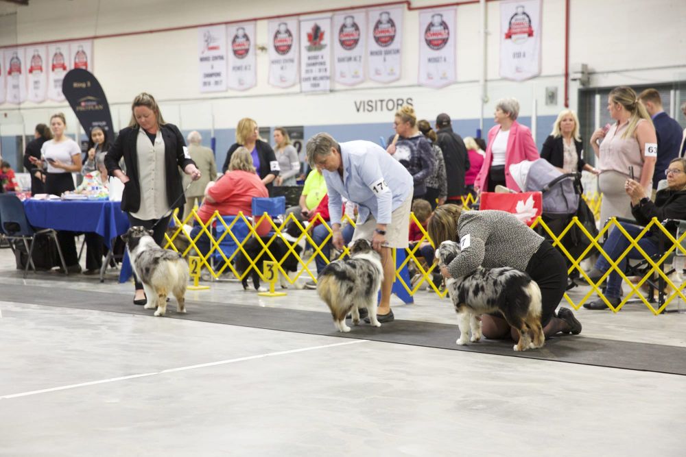 Guelph and District dog show draws crowds to Fergus post image