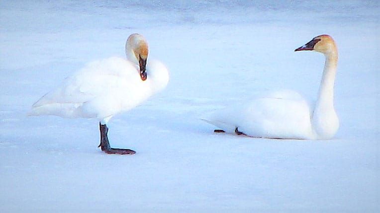 Trumpeter swans arrive in Mount Forest post image