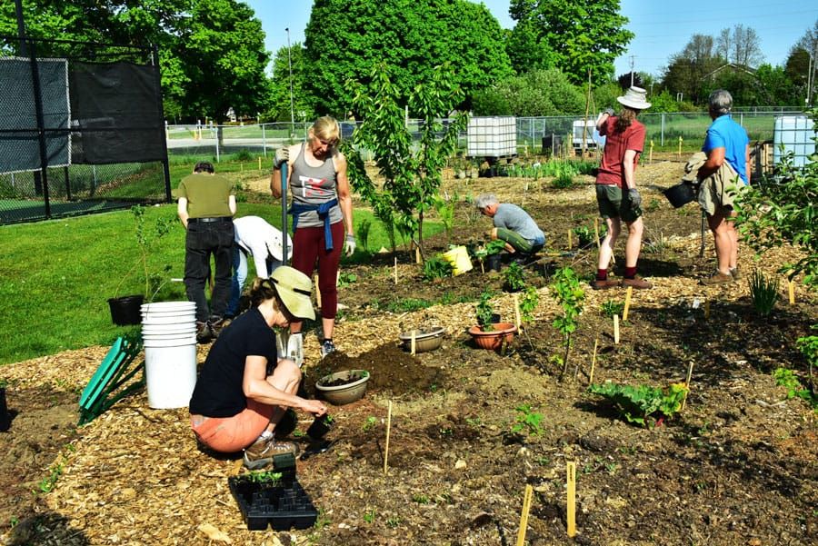 NeighbourWoods planting in The Food Forest post image