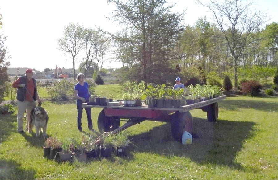 Successful plant sale fundraiser for the Mount Forest Horticultural Society post image