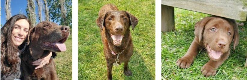 Council approves lot size exemption for kennel applicant post image