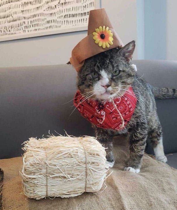 Arthur Animal Rescue Cooperative ‘will never leave a cat to suffer’ post image