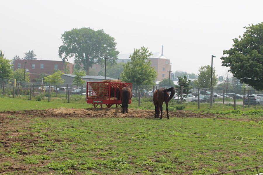Disease specialist speaks to importance of protecting pets, livestock from air pollution post image