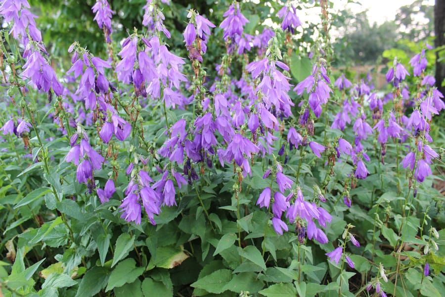 Hiding in plain sight: is that beautiful bloom invasive? post image