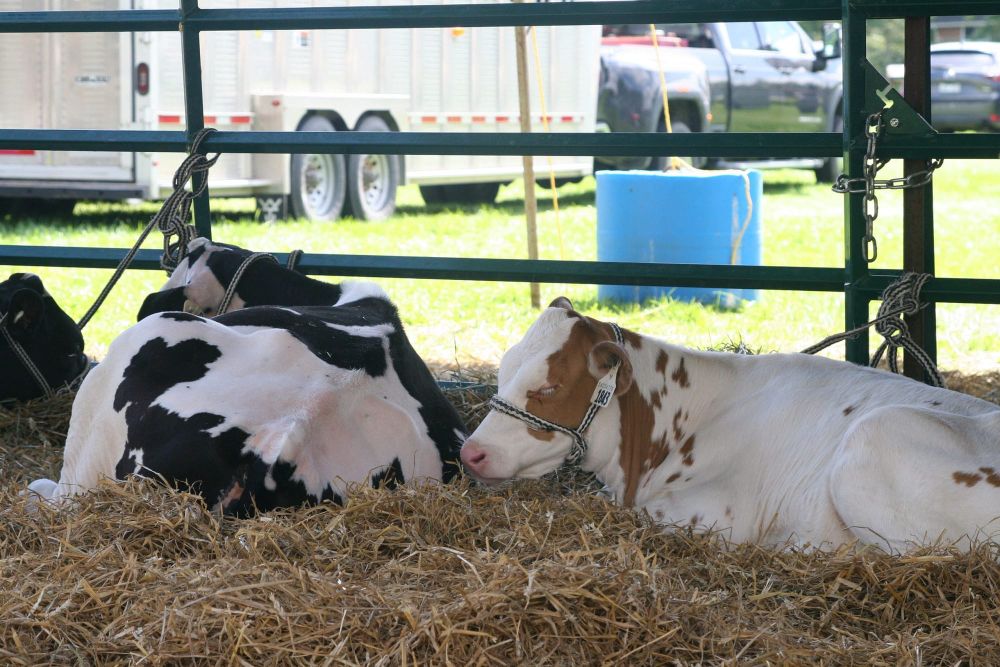 Lower-burp cows to be bred with methods based on U of G research post image