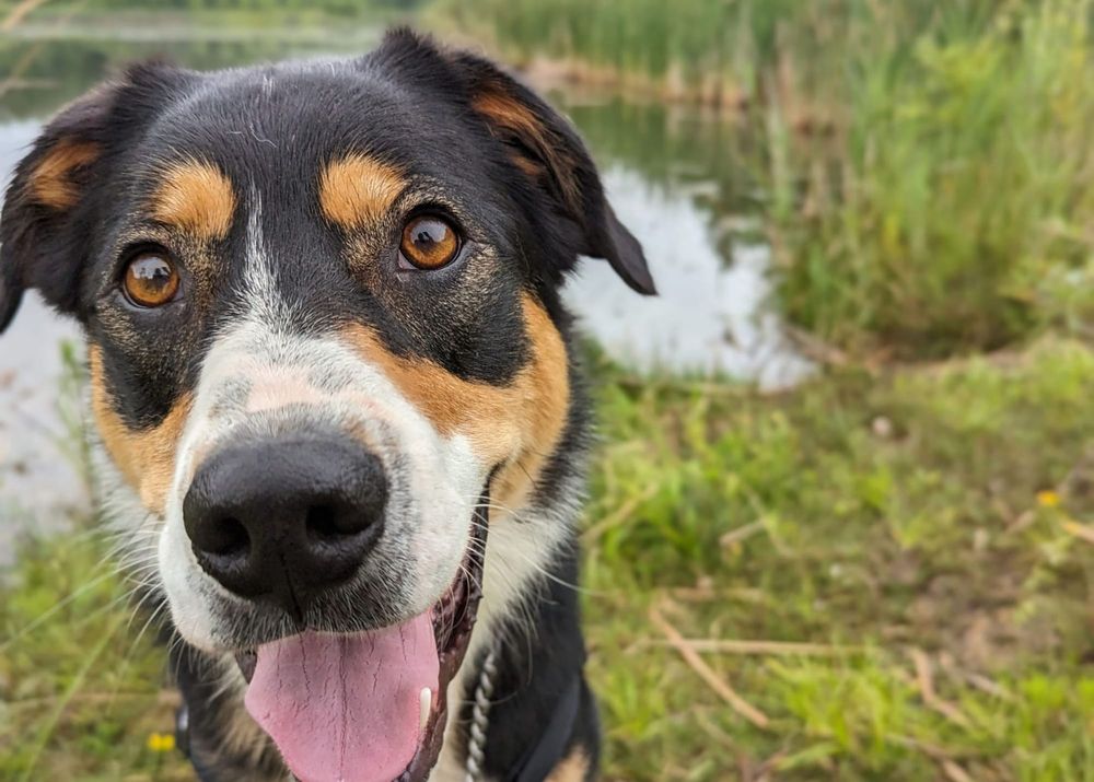 Guelph Humane Society holds ‘cutest pet’ photo contest post image