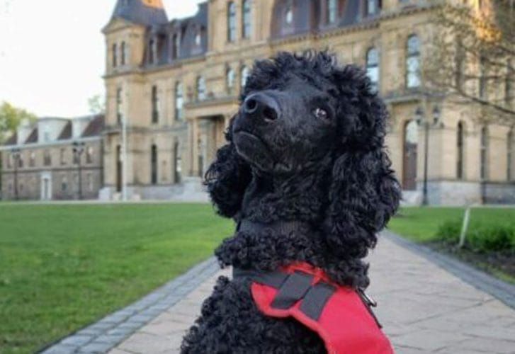 Lions foundation seeks dog guide volunteers post image