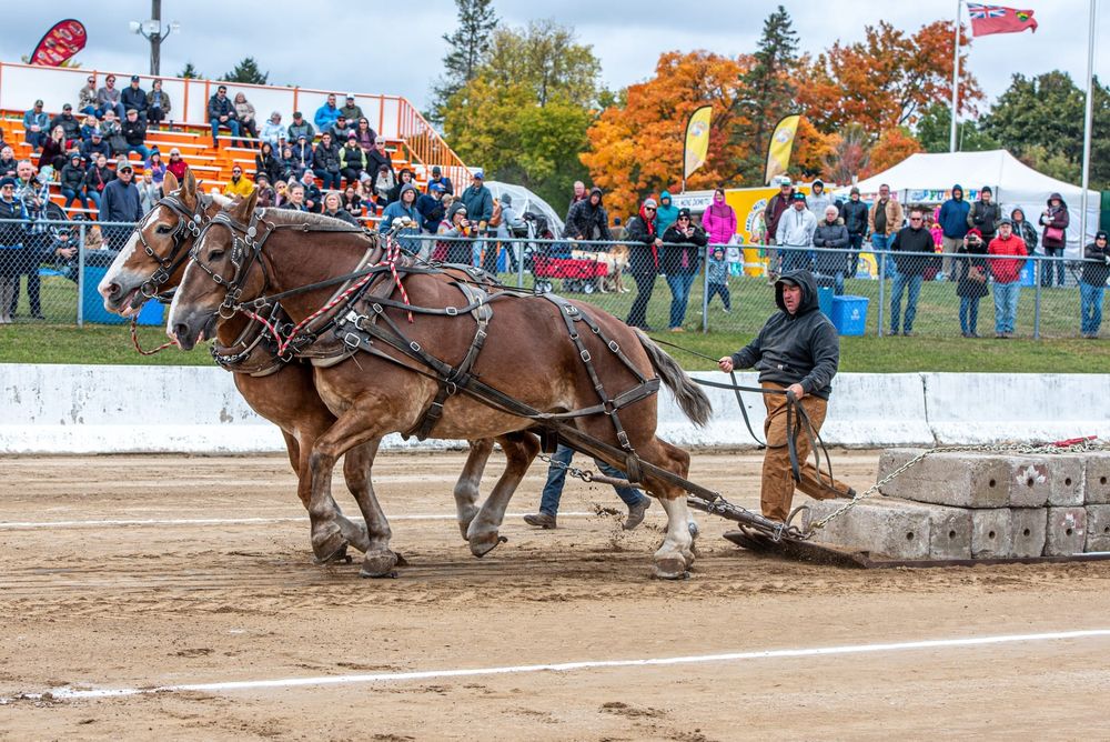 Erin Fall Fair Activities at the Equine Tent post image