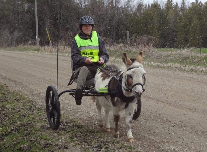 Volunteering with horses is a rewarding endeavour post image