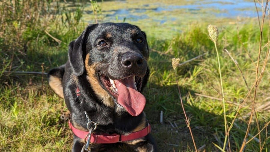 ‘Bark to School’ with the Guelph Humane Society post image