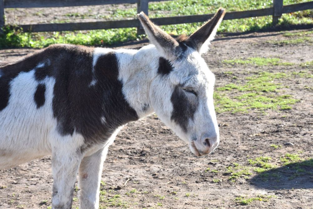 Donkey Sanctuary of Canada receives global sanctuary award for 2023 post image