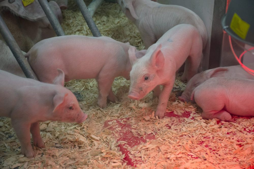 Groups partner with school board  for ThinkAG Career Competition post image