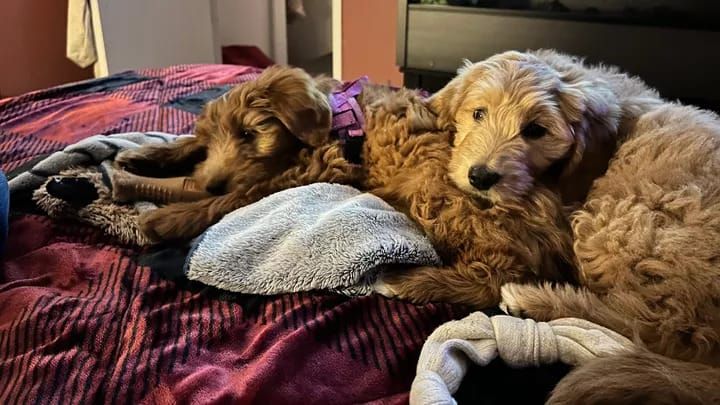 Bill aims to curb sales from puppy mills; animal advocates say proposed law falls short post image