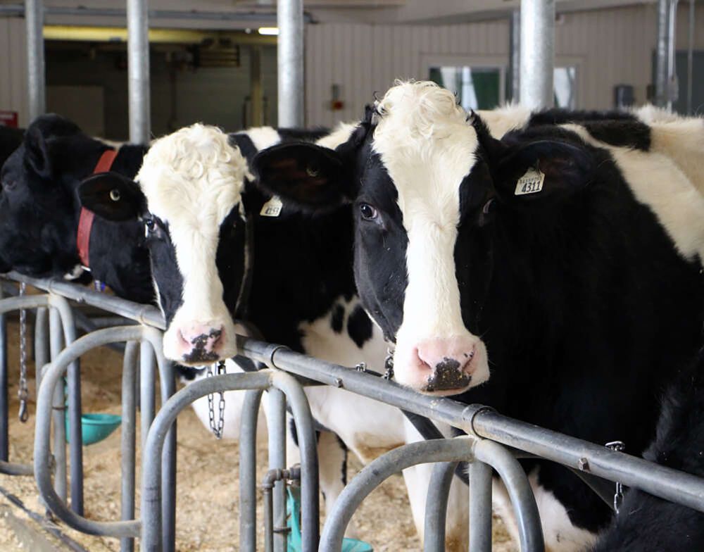 Research on breeding lower-burp cows wins innovation award post image