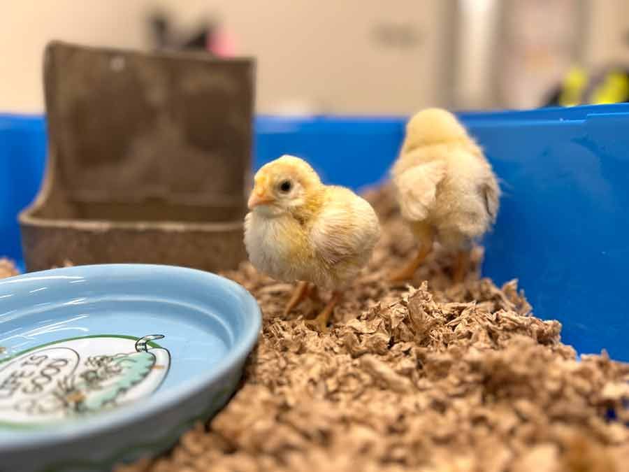Three baby chicks abandoned in dumpster in Guelph; two survive post image