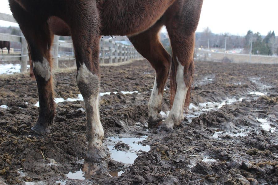 Experts offer tips to manage muddy paddocks post image