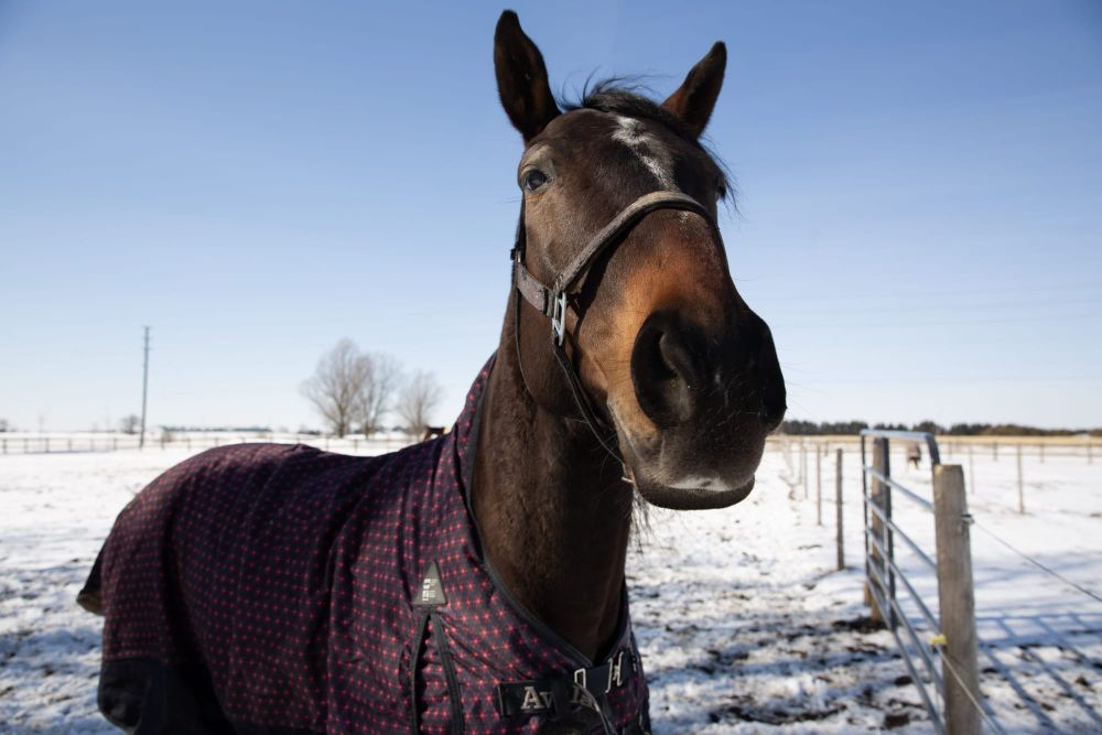 Strategies to safeguard against equine colic post image