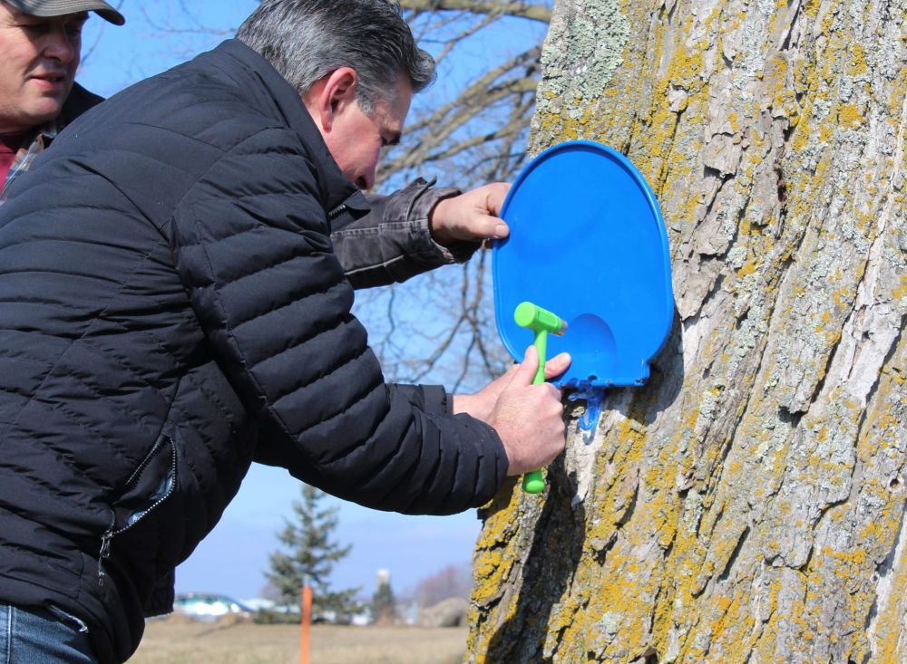 Ceremonial tree tapping symbolizes start of maple syrup season post image