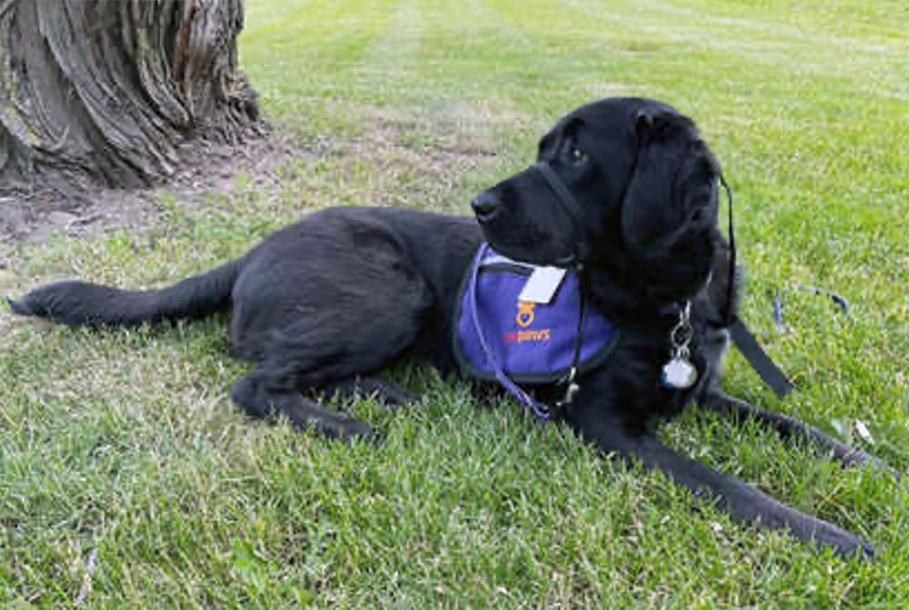 Paws and Relax: U of G studies mental wellness among hospital staff post image