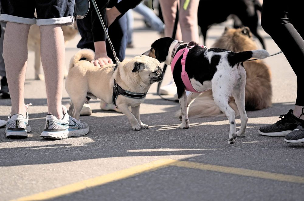 Happy Trails walk supports Guelph Humane Society post image