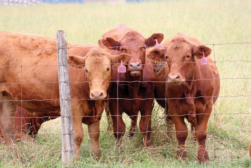 Beef farmers worry about impact of ongoing Cargill strike post image