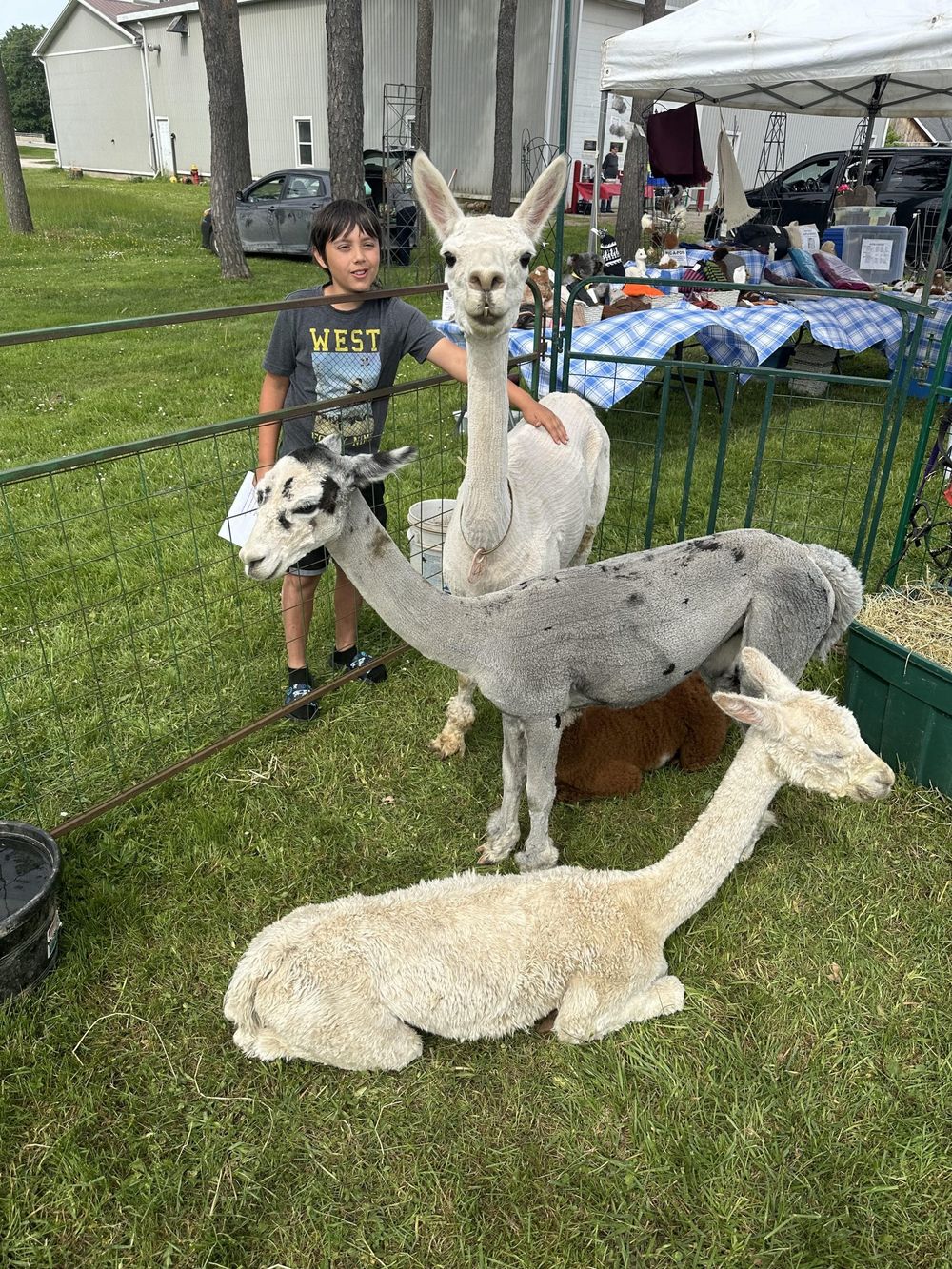Harriston's annual garden festival had some furry friends post image