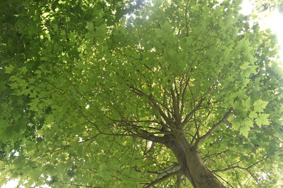 Ellis: Trees should be the first things planted in a brand-new yard post image