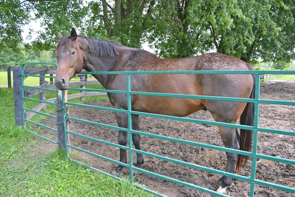 Horses’ eyes, ears, tails say a lot about how they feel post image
