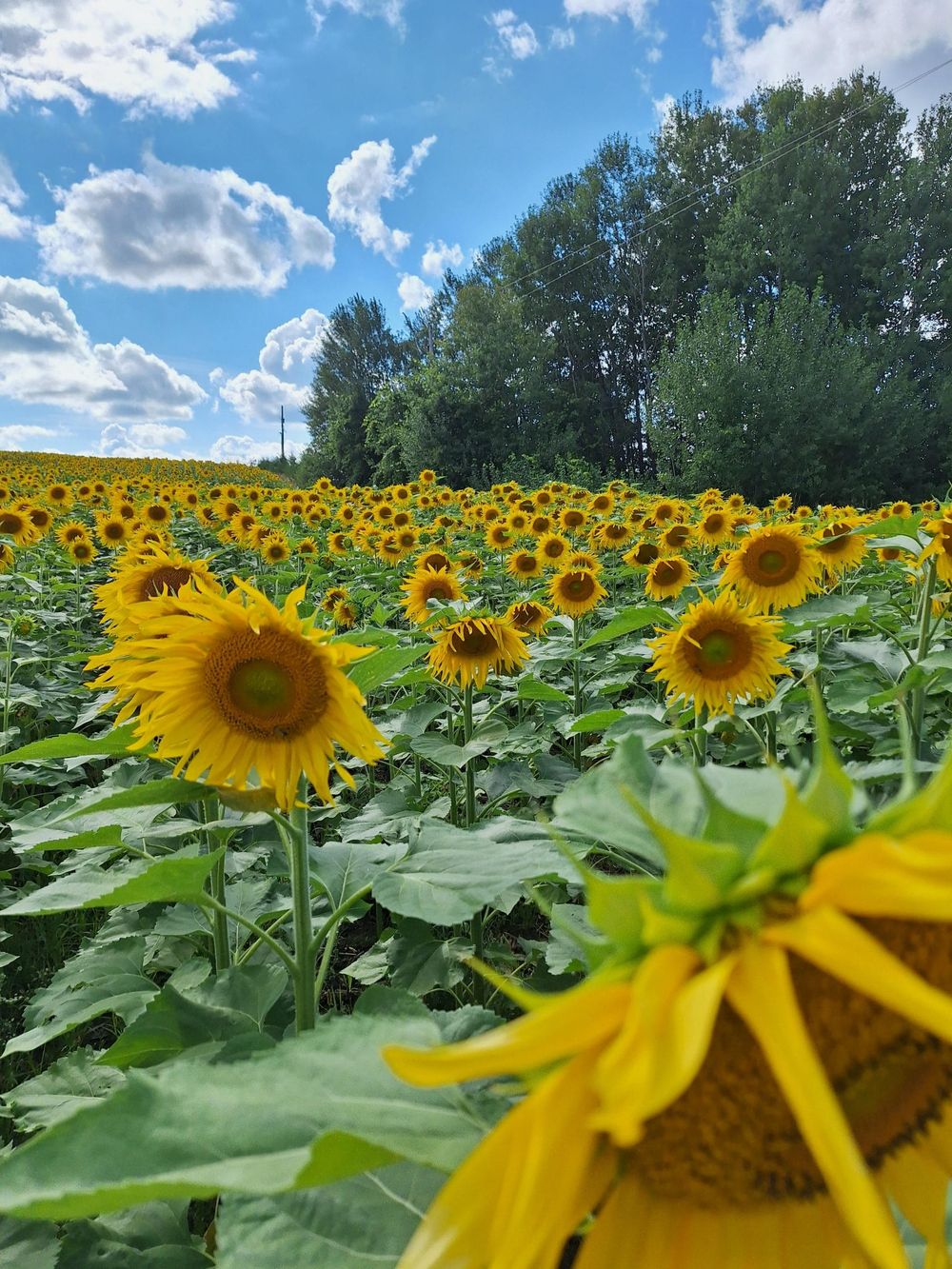 Holstein Foodgrains project celebrates 30 years post image