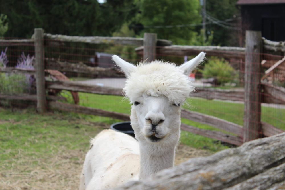 Fall Rural Romp tour at the Fieldstone Barn and Farm post image