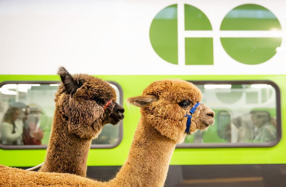 Local alpacas embrace city life as Royal Winter Fair ambassadors post image