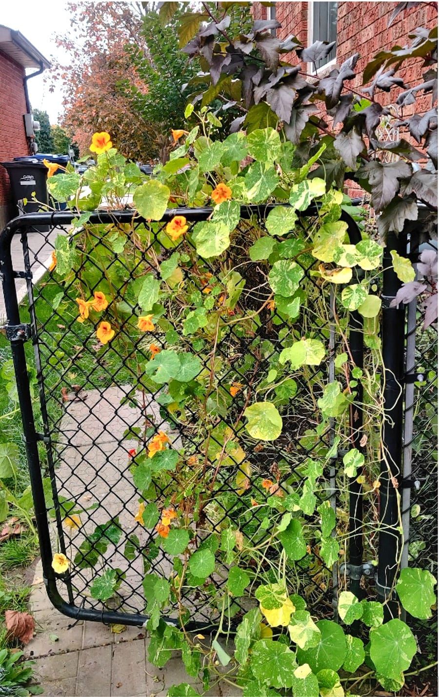 Have a small garden? Think about growing up post image