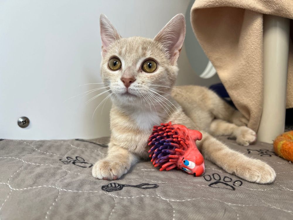 Humane society encourages people to adopt a pet in need post image