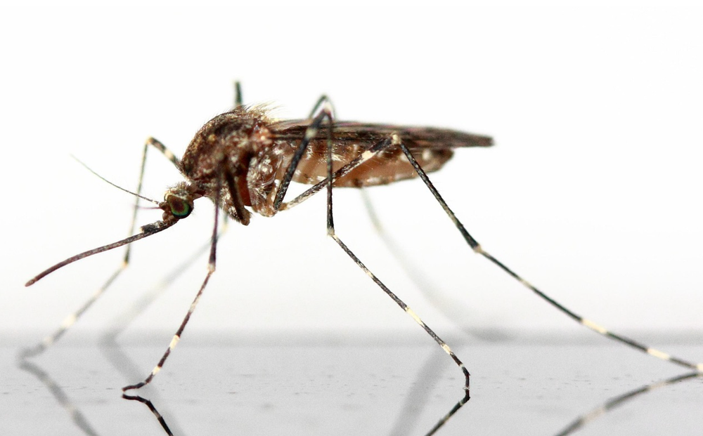 Rare virus claims life of second horse post image