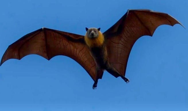 Bat found in Centre Wellington tests positive for rabies post image
