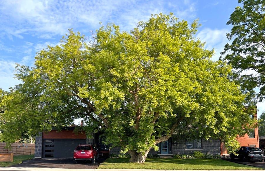 Saved from removal, Manitoba maple named Centre Wellington’s Tree of the Year post image